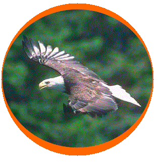 eagle5.gif (30017 bytes)